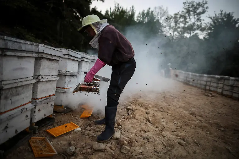 Le-Van-Thien-43-a-Vietnamese-worker-uses-a-bee-smoker-to-calm-bees-while-preparing-to-move-hives-to-a-second-location-for-migratory-beekeeping-in-Gimcheon-South-Korea-May-12-2026-Studies-have-shown-that-climate-change-has-harmed-bees-globally-impacting-honey-production-and-many-other-outdoor-and-indoor-crops-such-as-apples-strawberries-and-tomatoes-which-need-the-insects-for-pollination-REUTERS-Kim-Hong-Ji-SEARCH-HONG-JI-SOUTH-KOREA-BEES-FOR-THIS-STORY-SEARCH-WIDER-IMAGE-FOR-ALL-STORIES