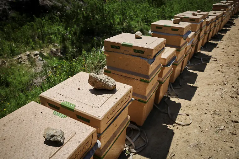 Rocks-are-placed-to-protect-beehives-from-strong-winds-ahead-of-the-second-honey-harvest-at-the-first-location-for-migratory-beekeeping-in-Gimcheon-South-Korea-May-9-2026-Studies-have-shown-that-climate-change-has-harmed-bees-globally-impacting-honey-production-and-many-other-outdoor-and-indoor-crops-such-as-apples-strawberries-and-tomatoes-which-need-the-insects-for-pollination-REUTERS-Kim-Hong-Ji-SEARCH-HONG-JI-SOUTH-KOREA-BEES-FOR-THIS-STORY-SEARCH-WIDER-IMAGE-FOR-ALL-STORIES
