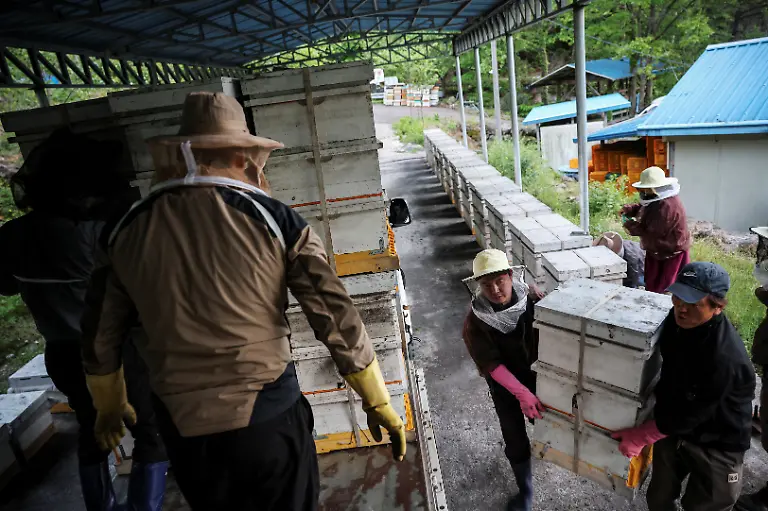 Park-Gyeong-je-65-and-his-workers-move-beehives-as-they-prepare-for-migratory-beekeeping-at-his-beekeeping-farm-in-Sancheong-South-Korea-May-4-2026-Park-runs-a-beekeeping-farm-in-South-Korea-s-southern-Sancheong-county-but-he-is-a-migratory-beekeeper-meaning-he-criss-crosses-the-country-with-his-hives-to-chase-seasonal-flower-blooms-However-rising-temperatures-due-to-climate-change-are-shortening-seasons-causing-flowers-to-bloom-earlier-and-for-shorter-periods-The-weather-changes-have-also-brought-strong-winds-which-can-make-it-harder-for-bees-to-find-their-way-back-to-their-hives-REUTERS-Kim-Hong-Ji-SEARCH-HONG-JI-SOUTH-KOREA-BEES-FOR-THIS-STORY-SEARCH-WIDER-IMAGE-FOR-ALL-STORIES