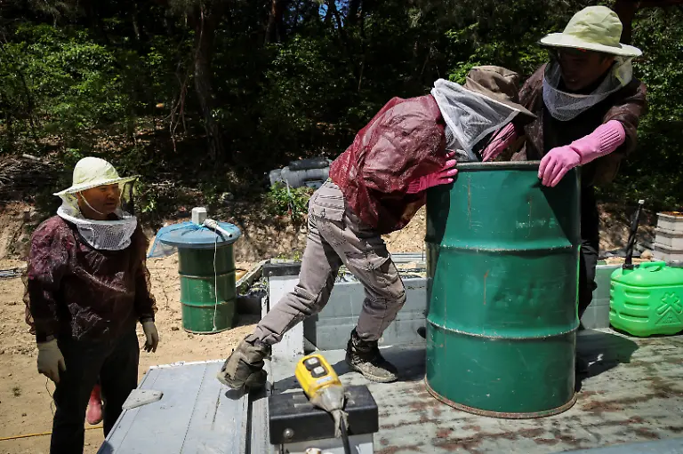 Park-Gyeong-je-65-a-migratory-beekeeper-looks-on-as-workers-move-a-honey-drum-full-of-honey-during-the-first-honey-harvest-at-the-first-location-for-migratory-beekeeping-in-Gimcheon-South-Korea-May-9-2026-Park-runs-a-beekeeping-farm-in-South-Korea-s-southern-Sancheong-county-but-he-is-a-migratory-beekeeper-meaning-he-criss-crosses-the-country-with-his-hives-to-chase-seasonal-flower-blooms-However-rising-temperatures-due-to-climate-change-are-shortening-seasons-causing-flowers-to-bloom-earlier-and-for-shorter-periods-The-weather-changes-have-also-brought-strong-winds-which-can-make-it-harder-for-bees-to-find-their-way-back-to-their-hives-REUTERS-Kim-Hong-Ji-SEARCH-HONG-JI-SOUTH-KOREA-BEES-FOR-THIS-STORY-SEARCH-WIDER-IMAGE-FOR-ALL-STORIES