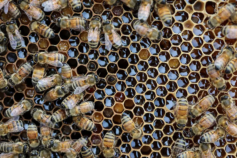 Honey-partially-fills-honeycomb-cells-at-the-first-location-for-migratory-beekeeping-in-Gimcheon-South-Korea-May-7-2026-Studies-have-shown-that-climate-change-has-harmed-bees-globally-impacting-honey-production-and-many-other-outdoor-and-indoor-crops-such-as-apples-strawberries-and-tomatoes-which-need-the-insects-for-pollination-REUTERS-Kim-Hong-Ji-SEARCH-HONG-JI-SOUTH-KOREA-BEES-FOR-THIS-STORY-SEARCH-WIDER-IMAGE-FOR-ALL-STORIES