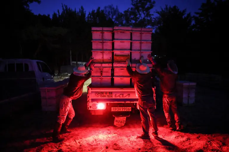 Park-Gyeong-je-65-a-migratory-beekeeper-and-his-workers-load-beehives-while-preparing-to-move-them-to-a-second-location-for-migratory-beekeeping-in-Gimcheon-South-Korea-May-12-2026-Park-moves-his-bees-around-the-country-stacked-on-the-back-of-three-trucks-and-a-van-travelling-mostly-in-the-evening-while-the-bees-sleep-Beekeepers-exchange-information-about-where-flowers-are-in-bloom-and-where-conditions-are-good-to-figure-out-the-best-honey-making-routes-he-said-REUTERS-Kim-Hong-Ji-SEARCH-HONG-JI-SOUTH-KOREA-BEES-FOR-THIS-STORY-SEARCH-WIDER-IMAGE-FOR-ALL-STORIES