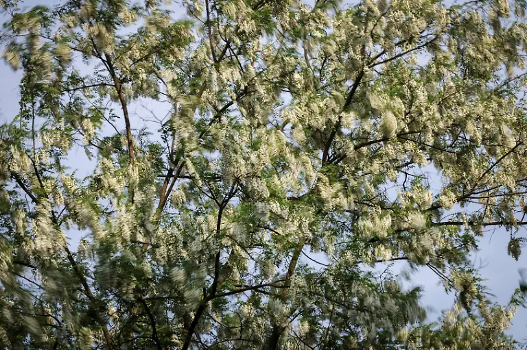 Black-locust-trees-sway-in-the-wind-at-the-first-location-for-migratory-beekeeping-in-Gimcheon-South-Korea-May-7-2026-Most-honey-produced-in-South-Korea-is-of-the-black-locust-variety-which-is-mild-and-floral-but-there-are-also-other-types-such-as-chestnut-honey-which-is-less-sweet-and-more-earthy-in-flavour-In-2024-it-exported-8-55-metric-tons-of-natural-honey-according-to-data-from-the-World-Integrated-Trade-Solution-platform-REUTERS-Kim-Hong-Ji-SEARCH-HONG-JI-SOUTH-KOREA-BEES-FOR-THIS-STORY-SEARCH-WIDER-IMAGE-FOR-ALL-STORIES