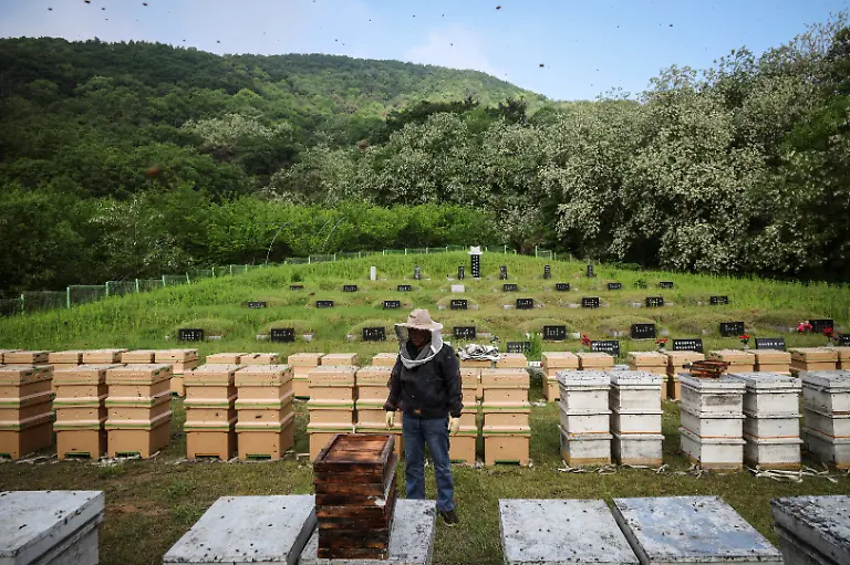 Park-Gyeong-je-65-a-migratory-beekeeper-stands-among-beehives-at-an-acquaintance-s-family-gravesite-where-he-received-permission-from-the-family-to-keep-hives-as-a-second-location-for-migratory-beekeeping-in-Okcheon-South-Korea-May-13-2026-Park-moves-his-bees-around-the-country-stacked-on-the-back-of-three-trucks-and-a-van-travelling-mostly-in-the-evening-while-the-bees-sleep-Beekeepers-exchange-information-about-where-flowers-are-in-bloom-and-where-conditions-are-good-to-figure-out-the-best-honey-making-routes-he-said-REUTERS-Kim-Hong-Ji-SEARCH-HONG-JI-SOUTH-KOREA-BEES-FOR-THIS-STORY-SEARCH-WIDER-IMAGE-FOR-ALL-STORIES
