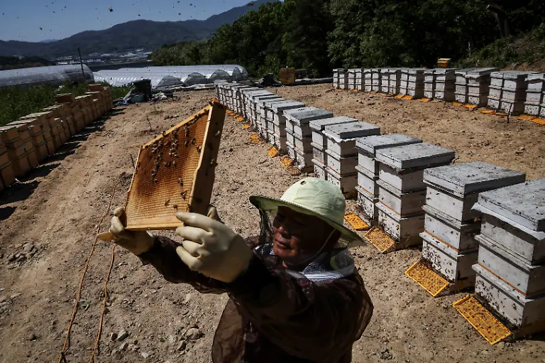 Park-Gyeong-je-65-a-migratory-beekeeper-checks-an-empty-honeycomb-that-was-supposed-to-be-full-of-honey-during-the-first-honey-harvest-at-the-first-location-for-migratory-beekeeping-in-Gimcheon-South-Korea-May-9-2026-While-Park-used-to-make-four-trips-across-South-Korea-to-harvest-black-locust-honey-as-a-result-of-premature-blooming-he-now-makes-only-two-and-honey-production-takes-place-on-only-one-to-two-months-of-the-year-Compared-to-the-1990s-or-early-2000s-the-honey-harvest-has-decreased-by-about-70-percent-he-said-REUTERS-Kim-Hong-Ji-SEARCH-HONG-JI-SOUTH-KOREA-BEES-FOR-THIS-STORY-SEARCH-WIDER-IMAGE-FOR-ALL-STORIES