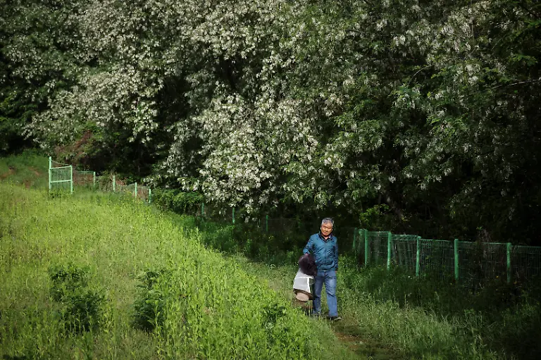 Park-Gyeong-je-65-a-migratory-beekeeper-walks-underneath-black-locust-trees-at-an-acquaintance-s-family-grave-site-where-he-received-permission-from-the-family-to-keep-hives-as-a-second-location-for-migratory-beekeeping-in-Okcheon-South-Korea-May-13-2026-City-people-don-t-notice-seasons-but-farmers-feel-them-directly-Now-it-feels-like-only-summer-and-winter-remain-Park-told-Reuters-as-he-tended-to-his-hives-He-started-with-just-eight-back-in-1979-and-now-has-about-110-Together-they-house-roughly-8-8-million-bees-Now-because-of-climate-change-it-is-very-hard-for-beekeeping-farmers-to-survive-Park-said-REUTERS-Kim-Hong-Ji-SEARCH-HONG-JI-SOUTH-KOREA-BEES-FOR-THIS-STORY-SEARCH-WIDER-IMAGE-FOR-ALL-STORIES