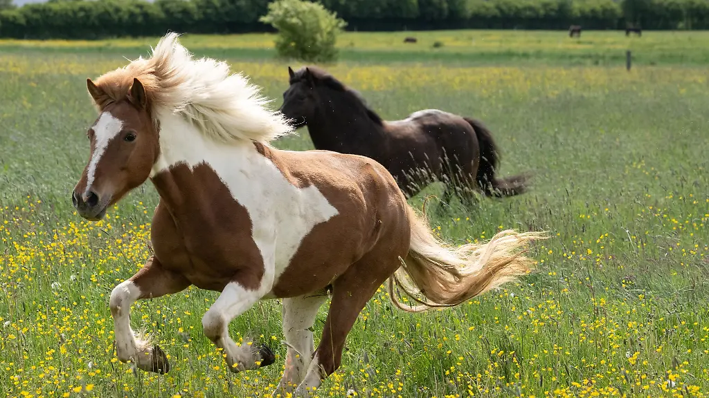 Das-Pferd-hatte-an-der-Brust-eine-Verletzung