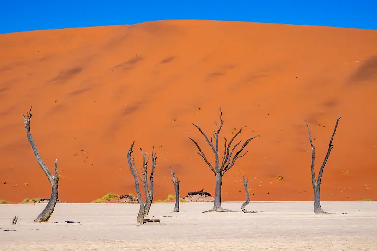 Skelette-vertrockneter-Kameldornbaeume-Vachellia-erioloba-in-der-Lehmwueste-des-Deadvlei-mit-riesigen-roten-Sandduenen-im-Hintergrund-Namib-Naukluft-Nationalpark-Hardap-Namibia