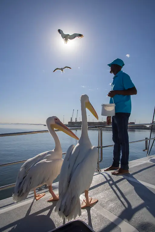 Zwei-Pelikane-auf-dem-Deck-des-Segelkatamarans-Silverskye-warten-auf-Fisch-Snacks-eines-Besatzungsmitglieds-waehrend-Moewen-ueber-ihnen-kreisen-nahe-Walvis-Bay-Erongo-Namibia
