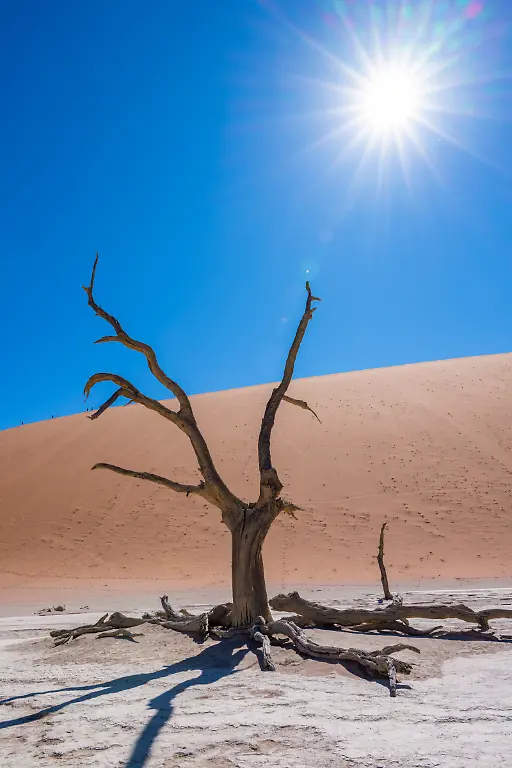 Skelett-eines-vertrockneten-Kameldornbaums-Vachellia-erioloba-in-der-Lehmwueste-des-Deadvlei-mit-riesigen-roten-Sandduenen-im-Hintergrund-Namib-Naukluft-Nationalpark-Hardap-Namibia