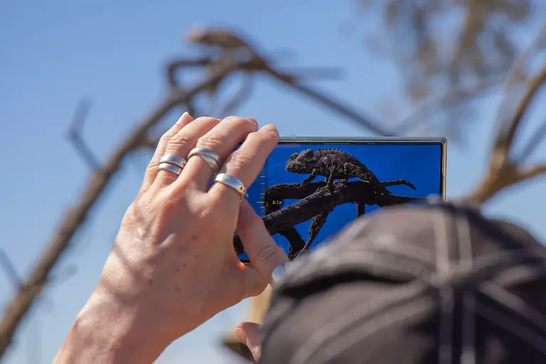 Nahaufnahme-der-Hand-einer-Frau-die-ein-Chamaeleon-fotografiert-das-auf-einem-Baum-ruht-nahe-Swakopmund-Erongo-Namibia