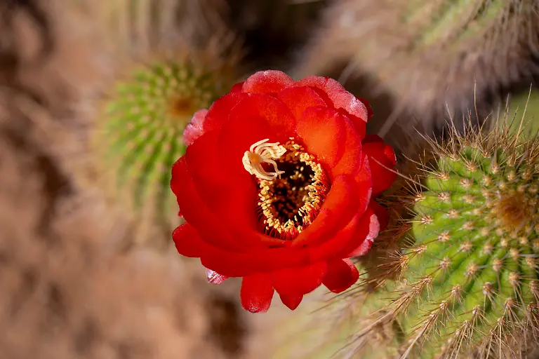 Nahaufnahme-einer-Kaktusbluete-an-der-beruehmten-Tankstelle-Lodge-und-Baeckerei-Solitaire-Solitaire-Hardap-Namibia