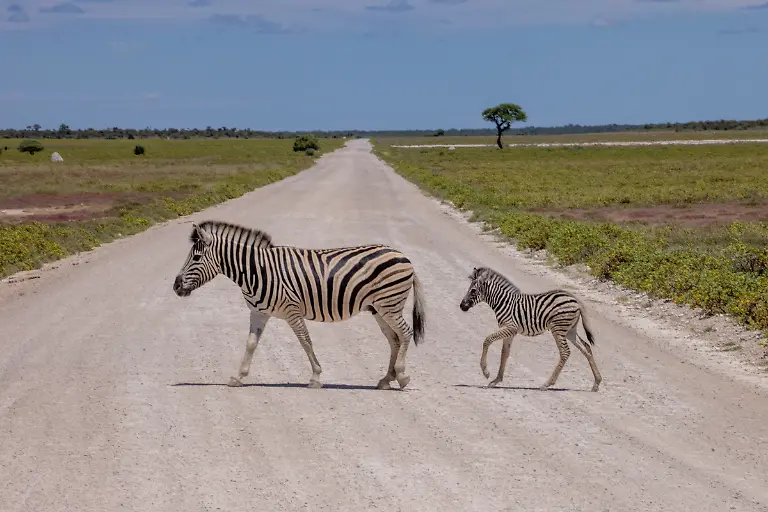 Zebra-Equus-quagga-Mutter-und-Jungtier-ueberqueren-Feldweg-gesehen-waehrend-einer-Safari-Etosha-Nationalpark-Oshikoto-Namibia