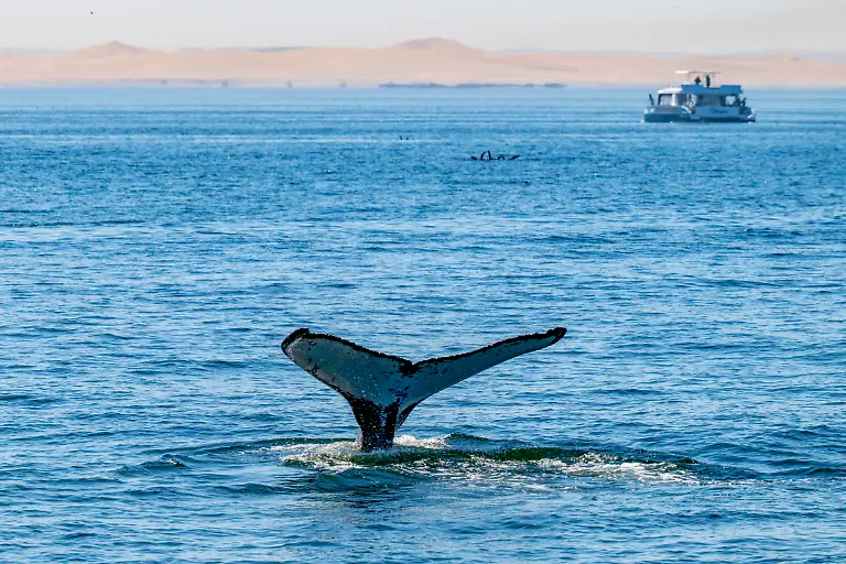 Schwanzflosse-eines-Buckelwals-Megaptera-novaeangliae-mit-Ausflugsboot-fuer-Touristen-und-Sandduenen-im-Hintergrund-nahe-Walvis-Bay-Erongo-Namibia