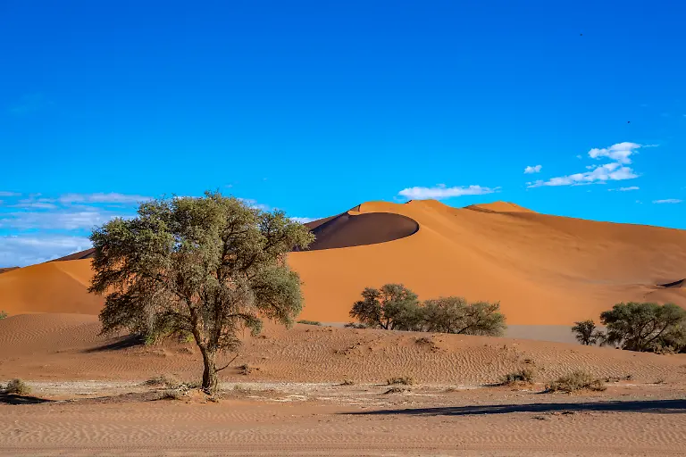 Baeume-und-riesige-rote-Sandduenen-in-der-Namib-Wueste-Namib-Naukluft-Nationalpark-Hardap-Namibia