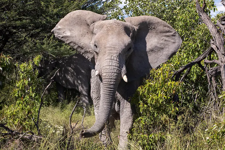 Afrikanischer-Buschelefant-Loxodonta-africana-gesehen-waehrend-einer-Safari-Etosha-Nationalpark-Oshikoto-Namibia
