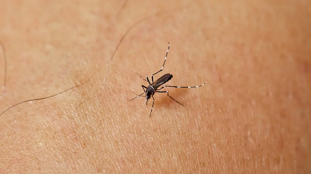 Sommerzeit-ist-Insektenzeit-doch-mit-diesem-Trick-sind-Stiche-und-Bisse-kein-Problem