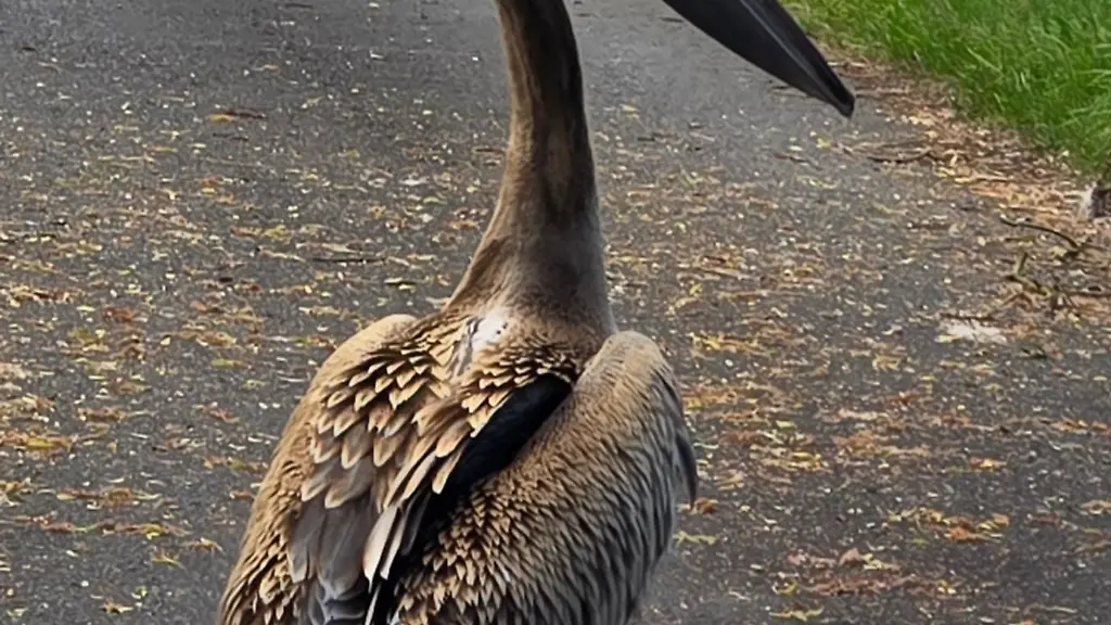 Bei-dem-Pelikan-soll-es-sich-laut-Experten-um-einen-Jungvogel-handeln