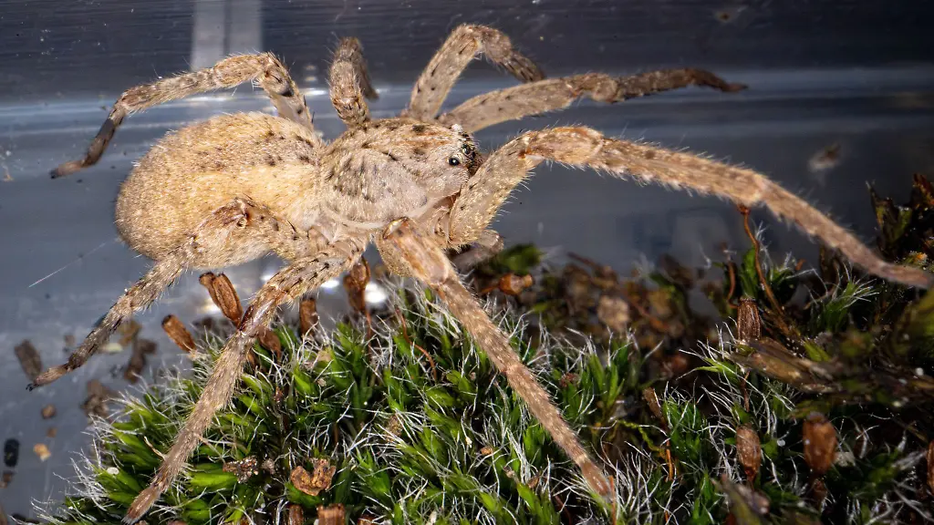 Fuer-die-Nosferatu-Spinne-gibt-es-inzwischen-auch-in-Sachsen-mehrere-Sichtungen