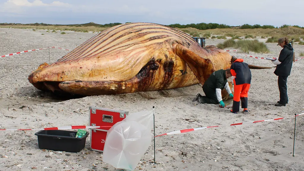 Die-Obduktion-des-als-Timmy-bekannten-Buckelwals-am-Strand-der-daenischen-Insel-Anholt-hat-begonnen
