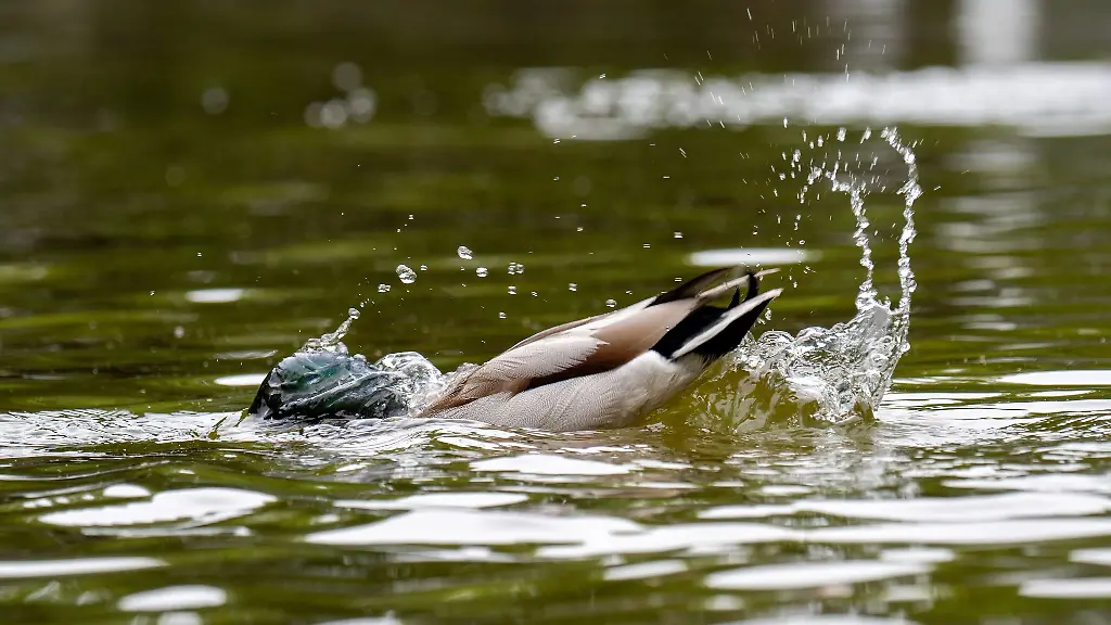 Nicht-nur-fuer-diese-Ente-wird-es-zum-Ende-der-Woche-nass