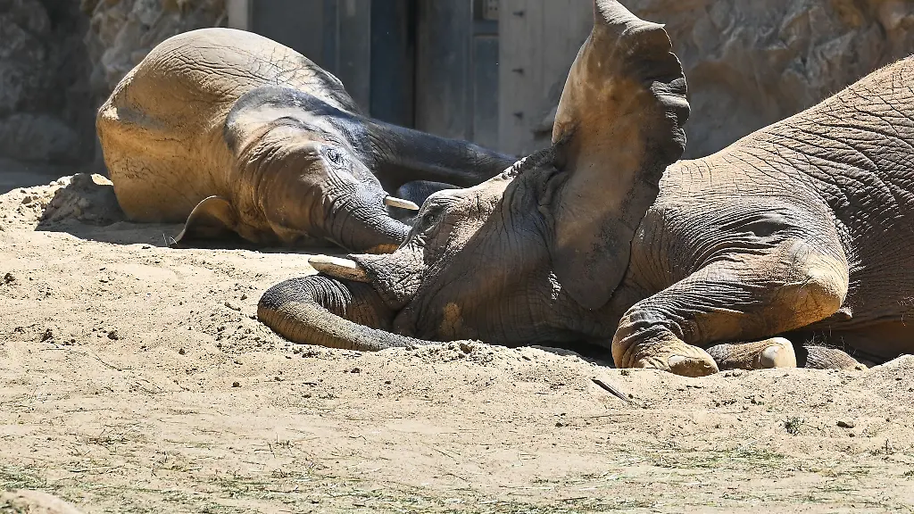 Ab-dem-27-Juni-ist-die-fuenfkoepfige-Elefantenfamilie-im-Berliner-Tierpark-zu-sehen