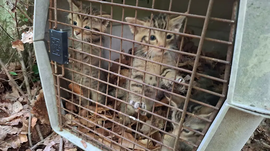 Auch-wenn-es-zunaechst-so-wirkt-das-sind-keine-kleinen-Hauskatzen-Sondern-Wildkatzen