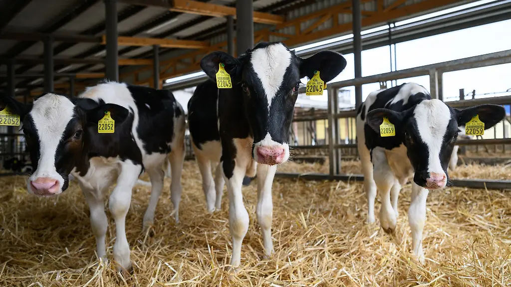 Beim-Tag-des-offenen-Hofes-wollen-Bauern-vielerorts-in-Deutschland-ueber-ihre-Arbeit-informieren-auch-ueber-die-Tierhaltung