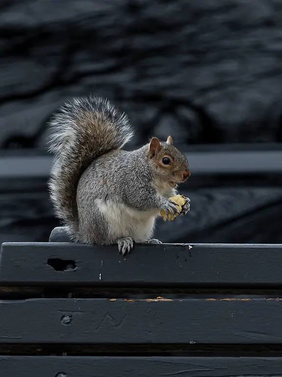 January-14-2026-Washington-District-Of-Columbia-United-States-A-gray-squirrel-eats-on-a-park-bench-on-the-National-Mall-in-Washington-D-C-a-familiar-sight-of-daily-life-as-wildlife-goes-about-its-routine