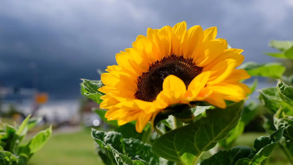 Nach-den-letzten-Regentropfen-kommt-der-Sommer-zurueck
