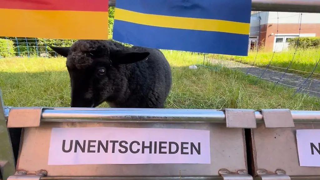 Tina-gehoert-zur-Rasse-des-Rauhwolligen-Pommerschen-Landschafs-Handout