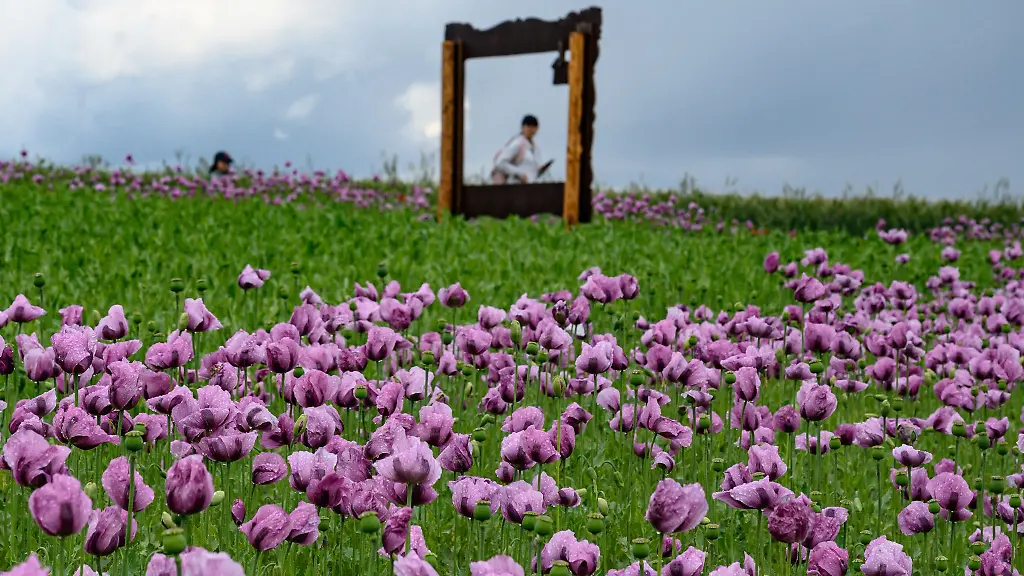 In-Germerode-bluehen-die-Felder-der-violetten-und-lilafarbenen-fruehen-Sorten-bereits