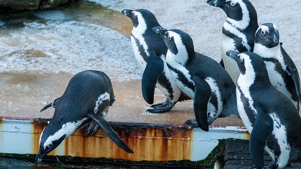 Zu-den-tierischen-Orakeln-in-Niedersachsen-gehoert-auch-eine-Brillen-Pinguin-Dame-aus-dem-Zoo-Hannover
