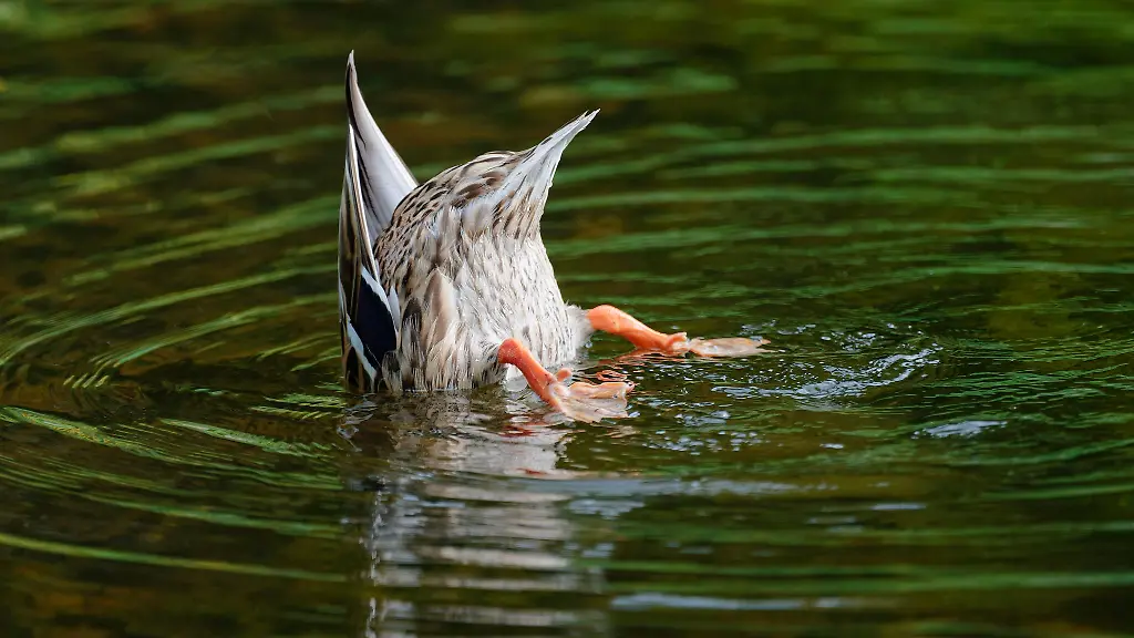 Diese-Ente-sucht-die-passende-Erfrischung