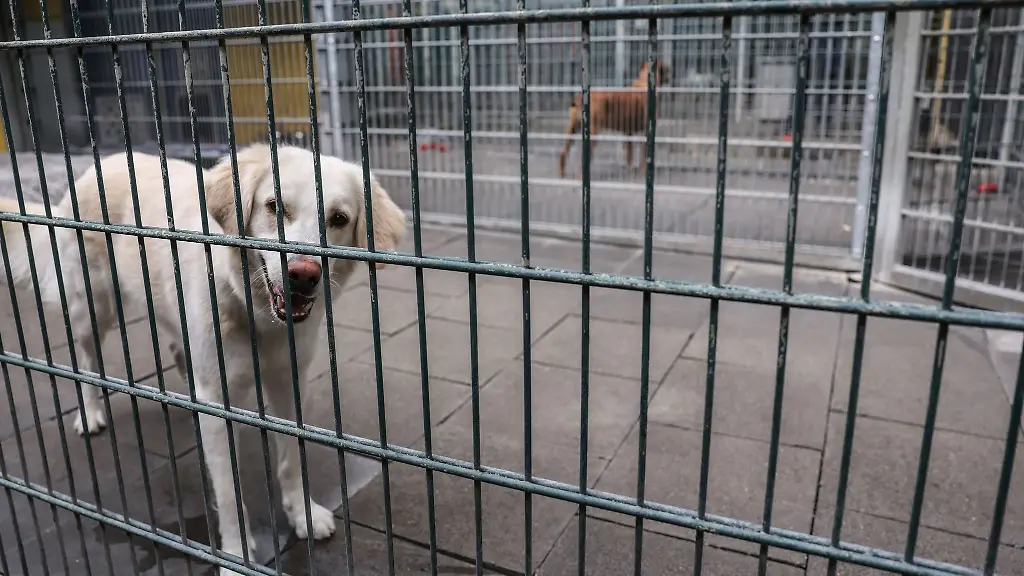 Der-43-Jaehrige-konnte-im-Tierheim-festgenommen-werden-als-er-seinen-Hund-abholen-wollte
