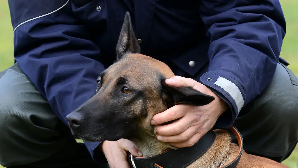 Welpen-die-den-Polizeitest-nicht-bestehen-koennen-privat-ihr-Glueck-finden