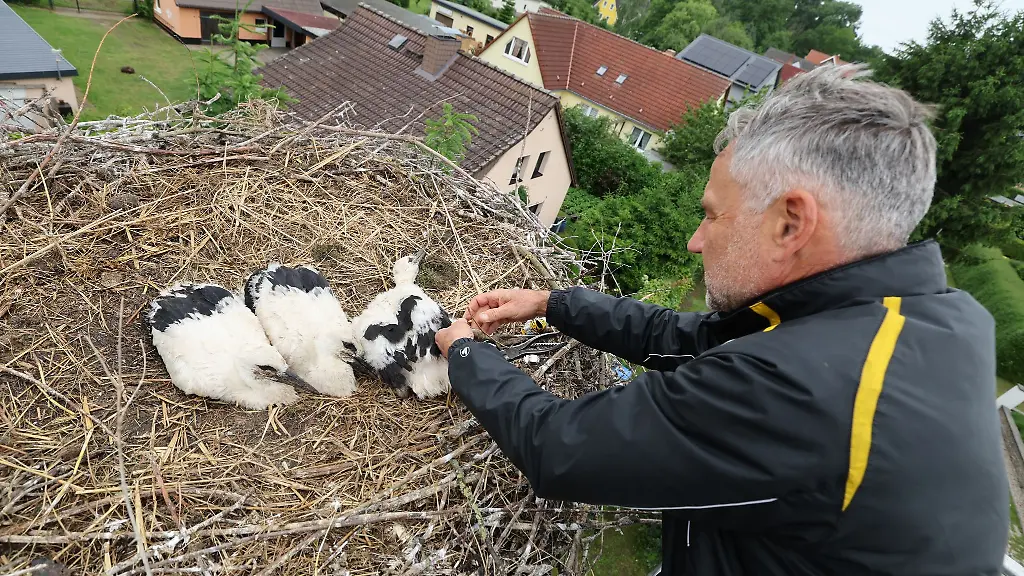 Ein-ehrenamtlicher-Beringer-stattet-drei-junge-Weissstoerche-mit-Fussringen-aus-Die-Jungtiere-sind-etwa-fuenf-Wochen-alt