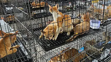 AFP__20260616__B78G6ZR__v1__MidRes__VietnamCrimePetsFoodAnimal
