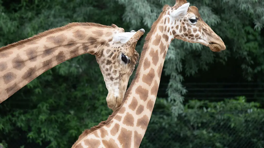 Der-Zoo-Dresden-hat-seine-erweiterte-Giraffen-und-Zebraanlage-eingeweiht