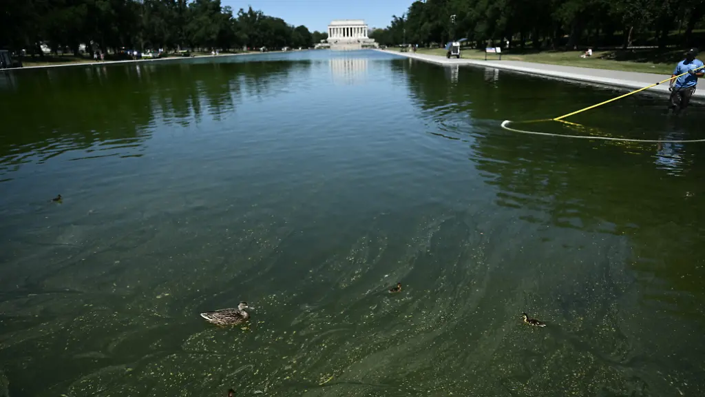 Ducks-swim-as-National-Park-Service-workers-push-algae-towards-an-aeration-area-in-the-center-of-the-Lincoln-Memorial-Reflecting-Pool-following-the-completion-of-recent-renovations-in-Washington-DC-on-June-16-2026-The-reflecting-pool-project-undertaken-as-part-of-President-Donald-Trumps-preparations-for-the-nations-250th-anniversary-began-in-April-and-was-completed-last-week