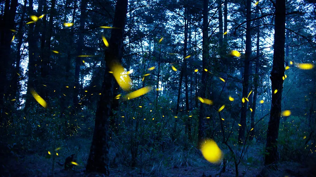 Zwischen-22-Uhr-und-Mitternacht-hat-man-die-Chance-leuchtende-Gluehwuermchen-in-der-Natur-beobachten