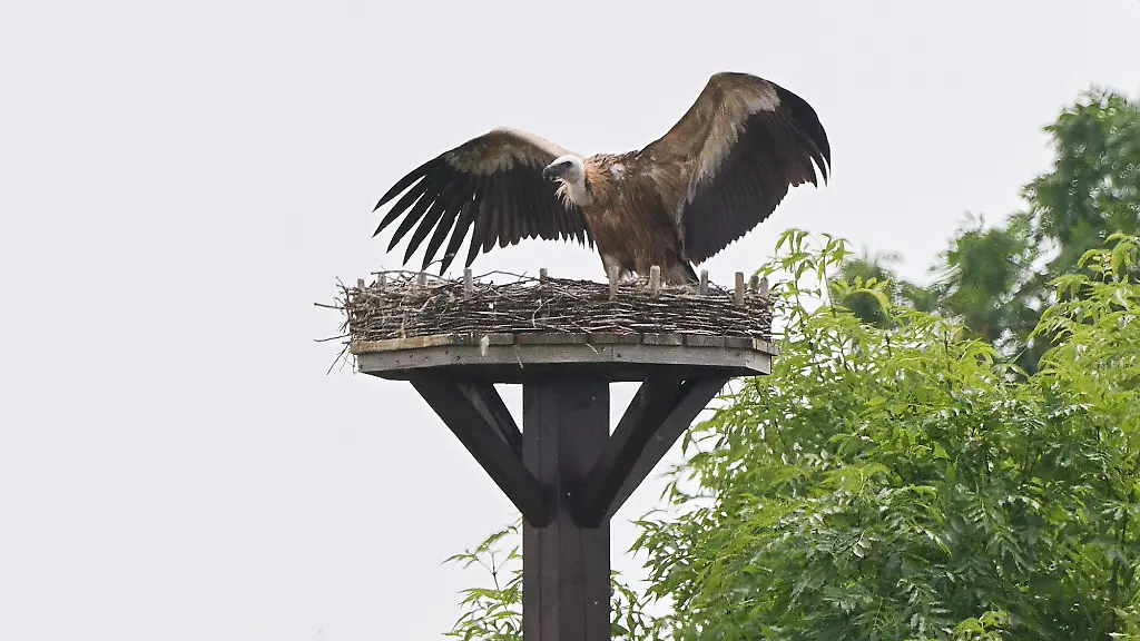 PRODUKTION-16-06-2026-Niedersachsen-Sehnde-Ein-Gaensegeier-sitzt-auf-einem-Storchennest-in-der-Region-Hannover-Standbild-aus-dpa-Video-Der-Gaensegeier-hat-eine-Storchenfamilie-attackiert-die-Elterntiere-vertrieben-und-dann-den-Nachwuchs-gefressen