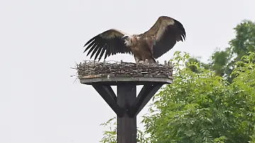 Drama im Storchennest - Gänsegeier frisst Nachwuchs