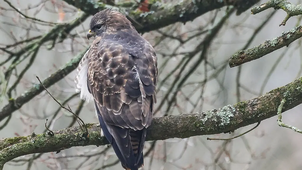 Der-Bussard-hat-sich-vermutlich-einen-Fluegel-gebrochen
