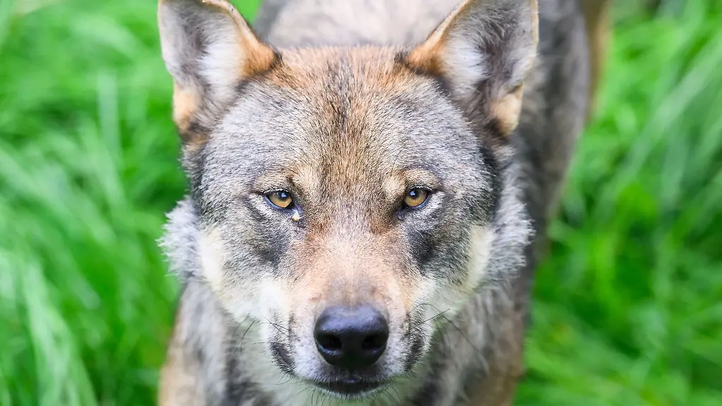 Ein-Gericht-stoppt-eine-Wolf-Abschussgenehmigung-des-Kreises-Olpe