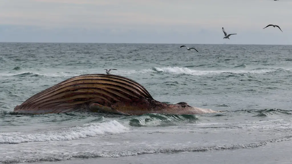 Der-tote-Wal-liegt-aufgeblaeht-vor-der-daenischen-Insel-Anholt-Es-handelt-sich-um-den-als-Timmy-bekannten-Buckelwal-der-Ende-Maerz-erstmals-vor-Timmendorfer-Strand-gestrandet-war-und-rund-einen-Monat-spaeter-in-die-Nordsee-transportiert-wurde