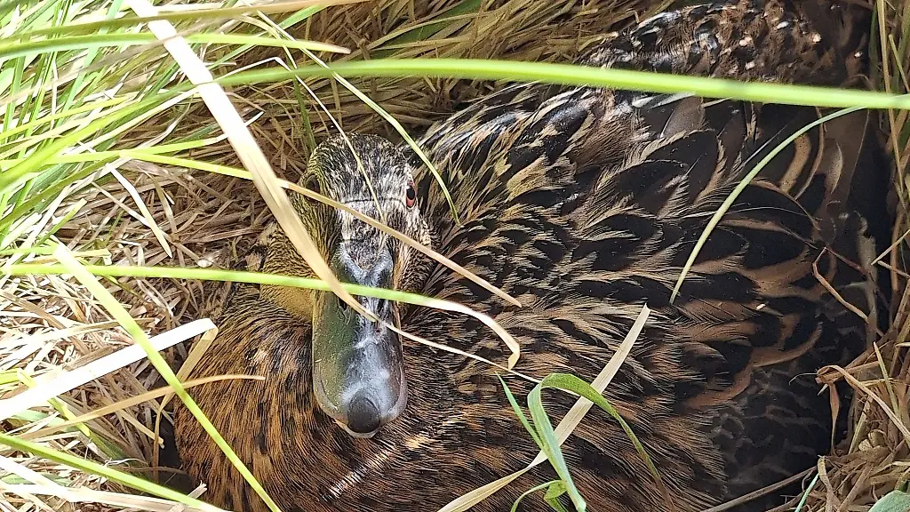 Damit-die-Ente-in-Ruhe-brueten-kann-hat-die-Polizei-den-Bereich-ums-Nest-gesichert