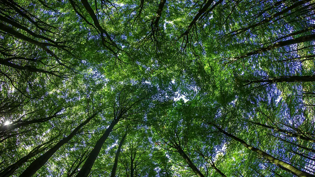 Wie-bei-anderen-Finanzprodukten-auch-sollte-man-das-Risiko-pruefen-bevor-man-sein-Geld-in-Umwelt-oder-Klimaschutzprojekte-investiert