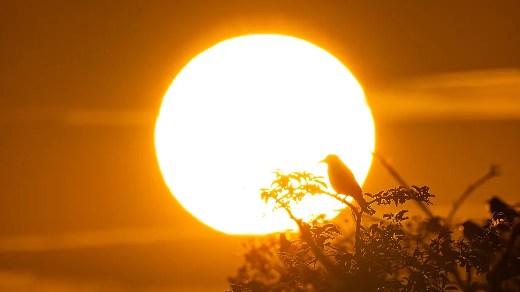 Sonnenaufgang-Die-Silhouette-einer-Kraehe-zeichnet-sich-am-Morgen-gegen-die-aufgehende-Sonne-ab