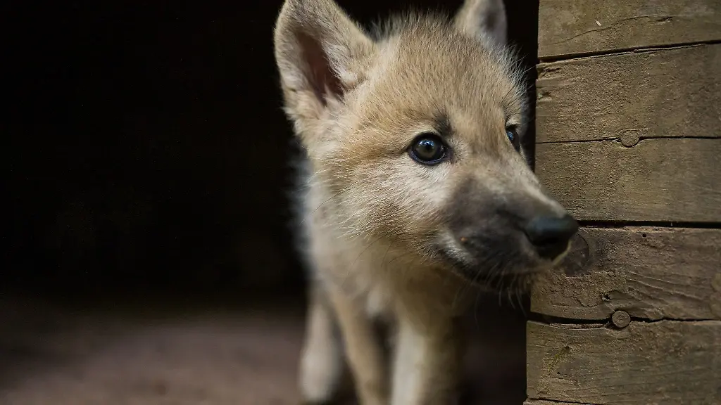 Suedlich-von-Magdeburg-wurde-ein-Wolfswelpe-gefunden
